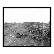 Confederate Casualties at Antietam 1862 posters