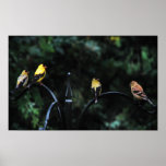 Conference of the Birds Posters