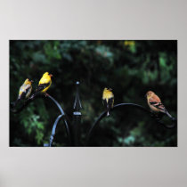 Conference of the Birds Posters