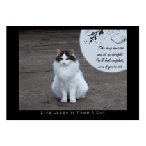 Confident Life Lessons From a Cat ACEO Art Cards business cards