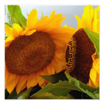 Confidential Sunflower Art Photo