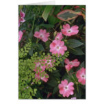 Confusion Of Plants Cards