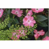 Confusion Of Plants Photo Cut Out