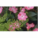 Confusion Of Plants Photo Cut Out