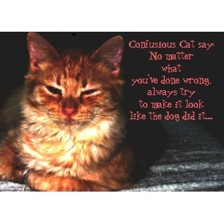 Confusious Cat say: card