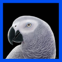 Congo African Gray Parrot Poster