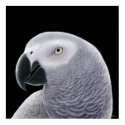 Congo African Gray Parrot Poster posters