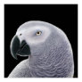 Congo African Gray Parrot...
