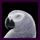 Congo African Gray Parrot Poster