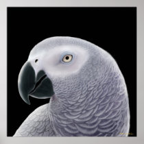 Congo African Gray Parrot Poster