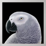 Congo African Gray Parrot Poster
