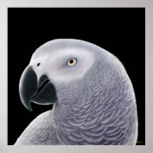Congo African Gray Parrot Poster