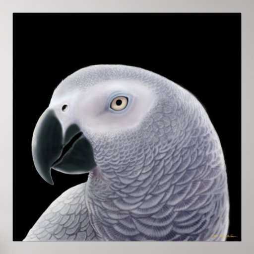 Congo African Gray Parrot Poster