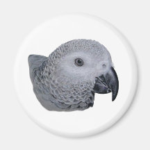 Congo African Grey parrot Fridge Magnets