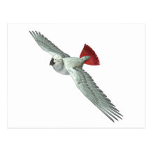 Congo African Grey Parrot Postcard