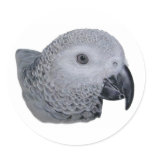 Congo African Grey parrot stickers
