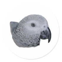 Congo African Grey parrot Stickers