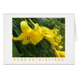 Congratulations Card: Daylilies, Yellow
