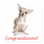 Congratulations Chihuahua Puppy Sticker