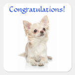 Congratulations Chihuahua Puppy Sticker