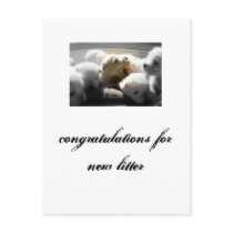 congratulations for new litter; westy post card