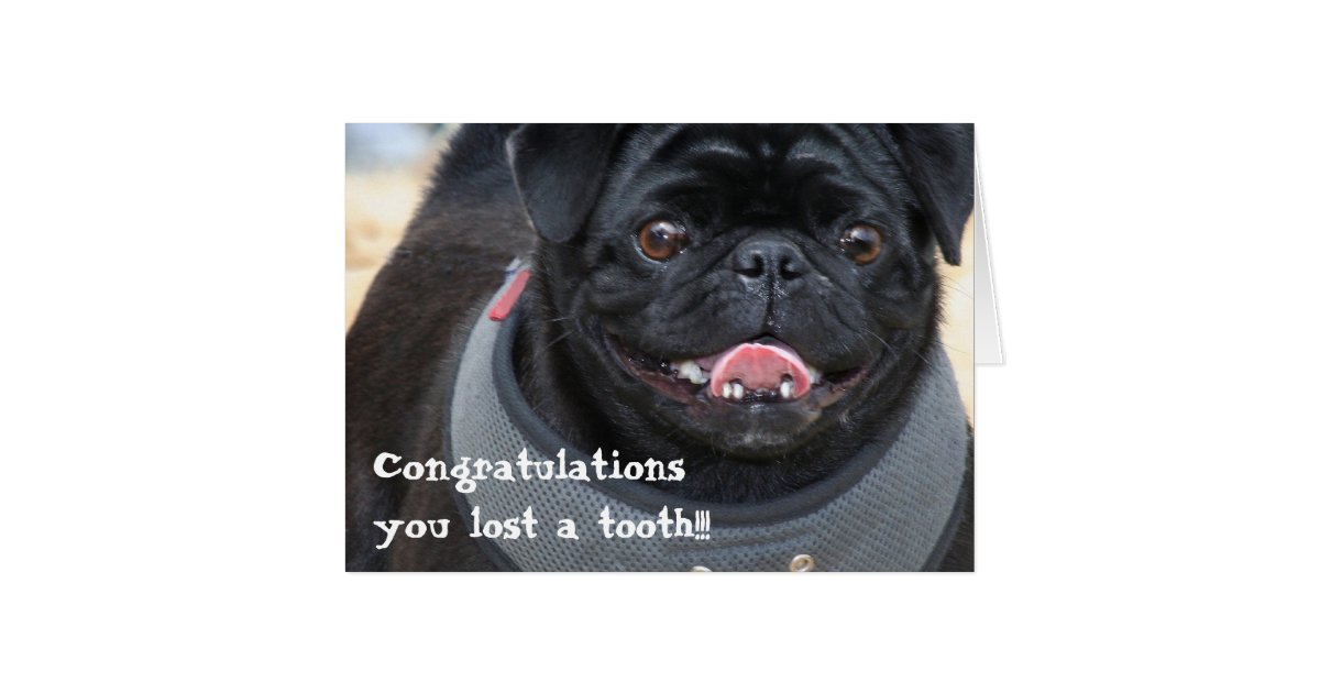 pug congratulations congratulations on losing a tooth pug card zazzle pug congratulations congratulations on losing a tooth pug card zazzle