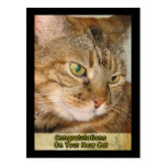 congratulations on Your new cat postcards