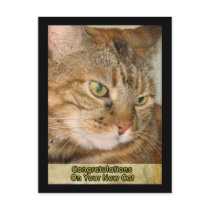 congratulations on Your new cat postcards