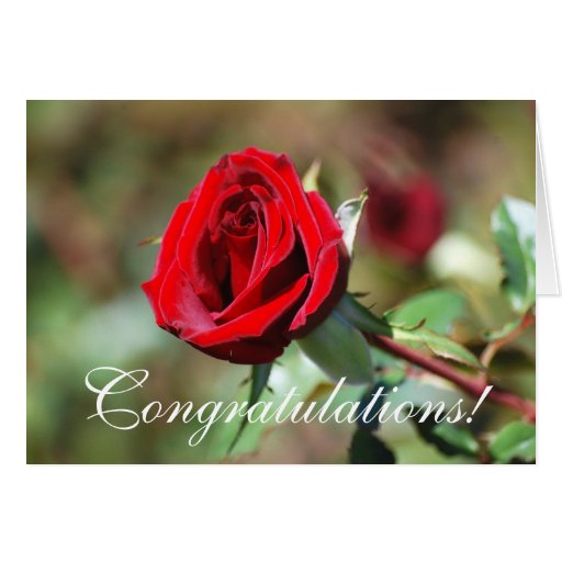 Congratulations Red Rose Card Zazzle