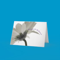 Congratulations - white gerbera daisy cards