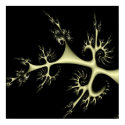 Conidia posters