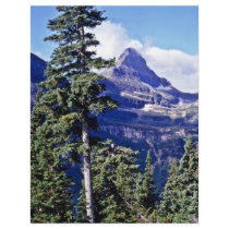 Conifer Trees - Glacier National Park Custom Flyer