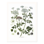 Conium maculatum (Hemlock) Post Card
