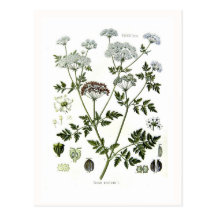 Conium maculatum (Hemlock) Post Card