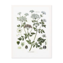 Conium maculatum (Hemlock) Post Card