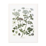 Conium maculatum (Hemlock) Post Card