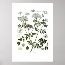 Conium maculatum posters