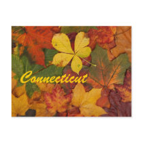Connecticut Autumn Leaves Postcard