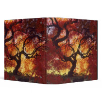 Connecticut: Darien, Japanese maple 'Acer 3 Ring Binder