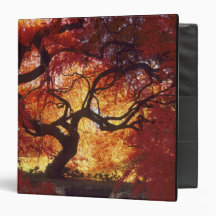 Connecticut: Darien, Japanese maple 'Acer 3 Ring Binder