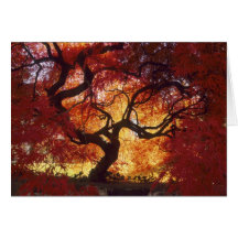 Connecticut: Darien, Japanese maple 'Acer Card