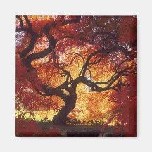Connecticut: Darien, Japanese maple 'Acer Magnet