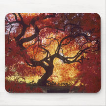 Connecticut: Darien, Japanese maple 'Acer Mousepads