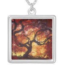 Connecticut: Darien, Japanese maple 'Acer Custom Necklace