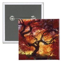 Connecticut: Darien, Japanese maple 'Acer Pin