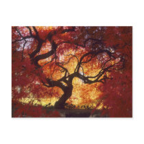 Connecticut: Darien, Japanese maple 'Acer Postcard