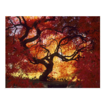 Connecticut: Darien, Japanese maple 'Acer Postcard