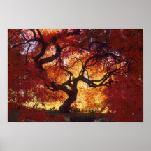 Connecticut: Darien, Japanese maple 'Acer Posters