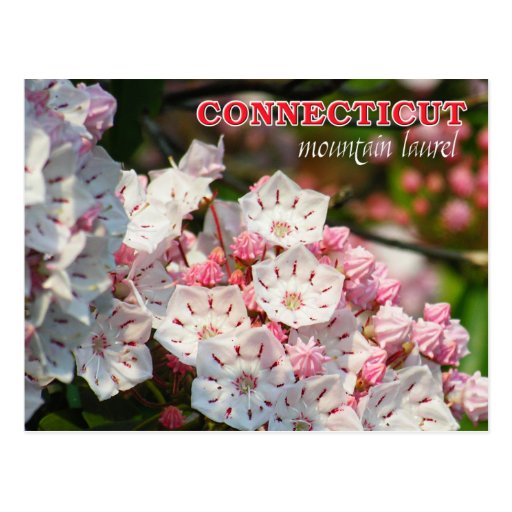 Connecticut State Flower: Mountain Laurel Postcard | Zazzle