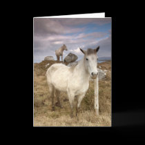 Connemara Ponies cards